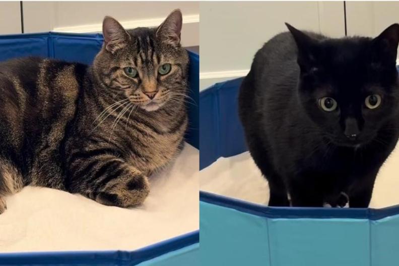 After Cats Encounter Sand for the First Time, Their Curiosity Takes Over