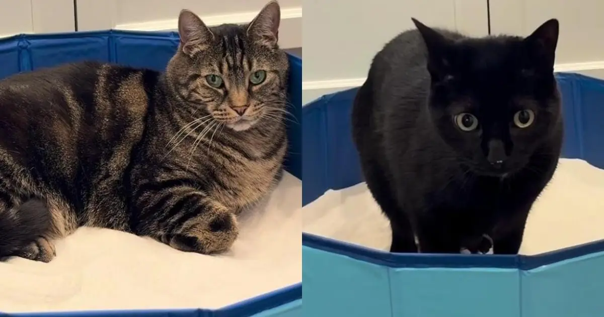 PetWireDaily — After Cats Encounter Sand for the First Time, Their Curiosity Takes Over