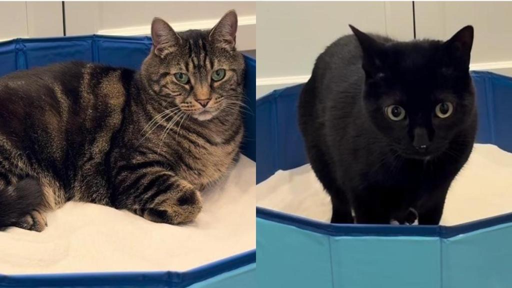 After Cats Encounter Sand for the First Time, Their Curiosity Takes Over