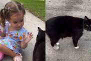 Toddler Spots the Neighbor Cat & Proceeds To Do the Sweetest Thing Next
