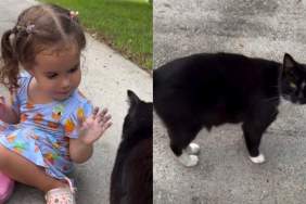 Toddler Spots the Neighbor Cat & Proceeds To Do the Sweetest Thing Next