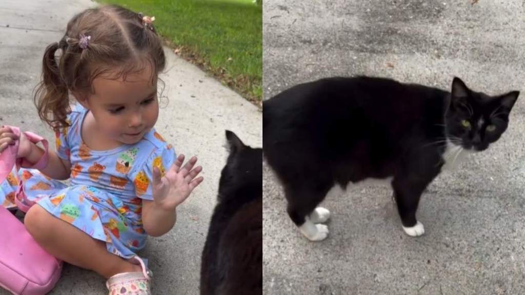 Toddler Spots the Neighbor Cat & Proceeds To Do the Sweetest Thing Next