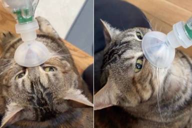 Stray Cat Who Spent Her Life on the Streets Goes From Being All Alone to This Because of One Human