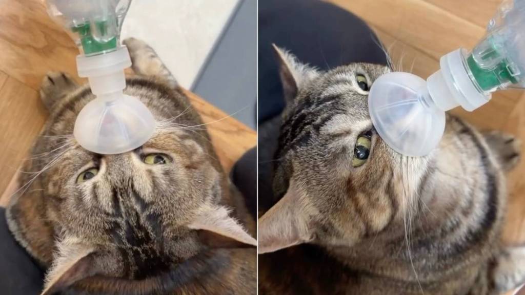 Stray Cat Who Spent Her Life on the Streets Goes From Being All Alone to This Because of One Human