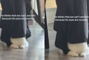 Cat Thinks Humans Can’t See Him Because His Eyes Are Covered, So He Does the Funniest Thing