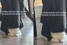 Cat Thinks Humans Can’t See Him Because His Eyes Are Covered, So He Does the Funniest Thing