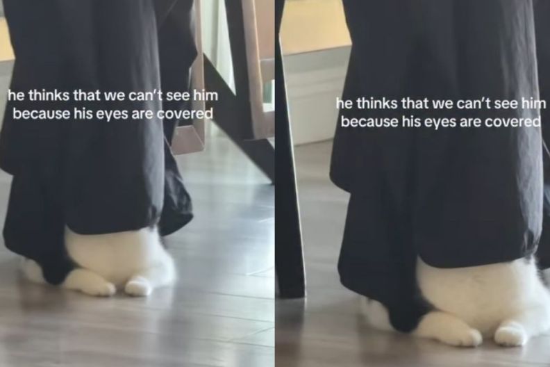 Cat Thinks Humans Can’t See Him Because His Eyes Are Covered, So He Does the Funniest Thing