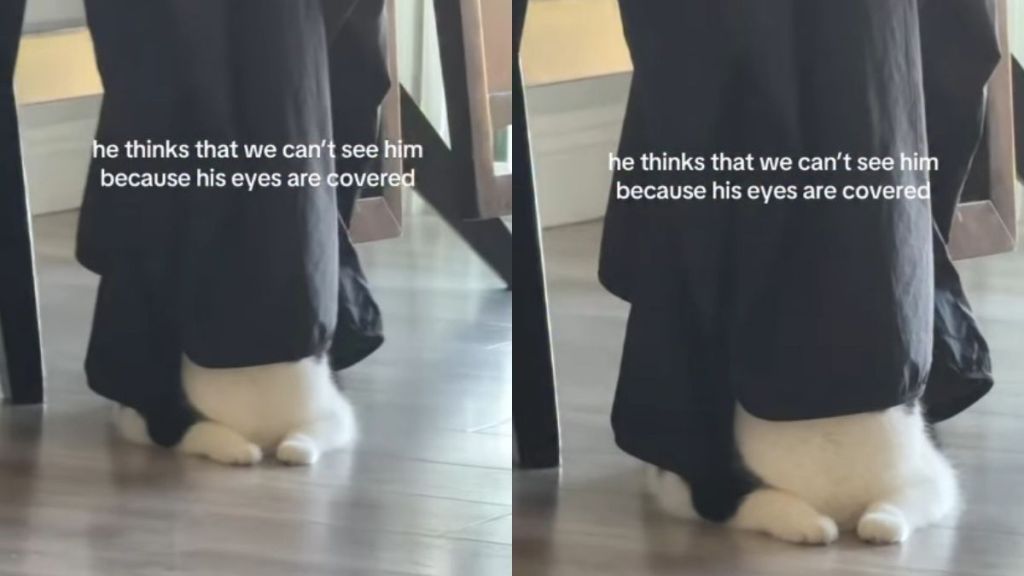 Cat Thinks Humans Can’t See Him Because His Eyes Are Covered, So He Does the Funniest Thing