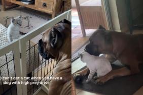 Cat Takes Time To Warm up to Big Dog, but Their Bond Becomes Something Totally Unexpected