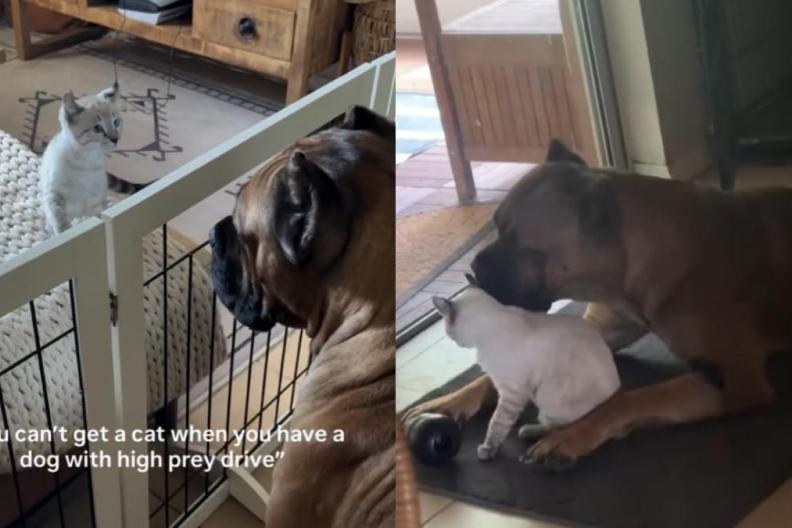 Cat Takes Time To Warm up to Big Dog, but Their Bond Becomes Something Totally Unexpected