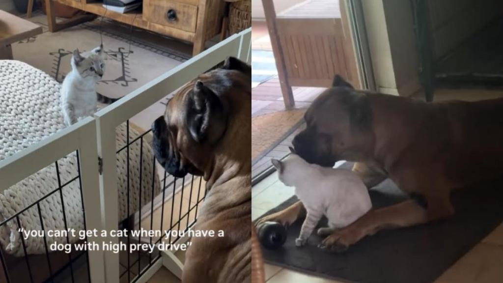 Cat Takes Time To Warm up to Big Dog, but Their Bond Becomes Something Totally Unexpected