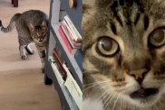 cat reacts to stranger