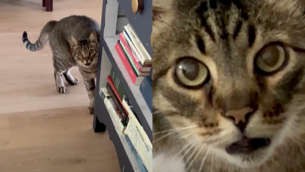 cat reacts to stranger