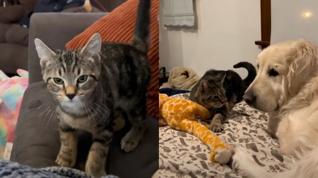 cat senior dog