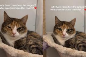 Rescue Cat Watches Every Visitor Pass Her by & Starts Wondering Why Nobody Chooses Her