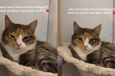 Rescue Cat Watches Every Visitor Pass Her by & Starts Wondering Why Nobody Chooses Her