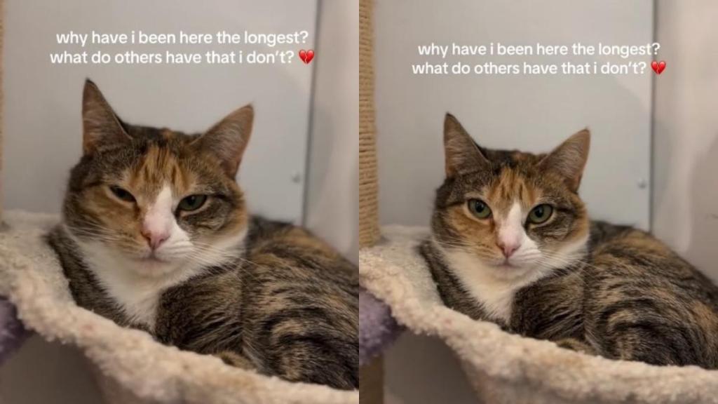 Rescue Cat Watches Every Visitor Pass Her by & Starts Wondering Why Nobody Chooses Her