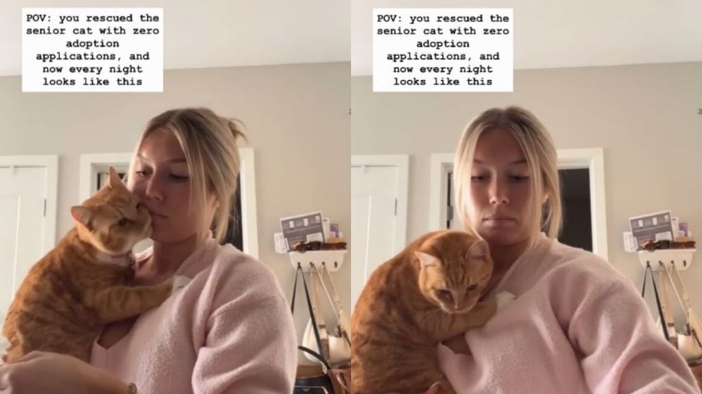 Nobody Wanted This Senior Rescue Cat Until One Human Took Him Home & Changed His Nights Forever