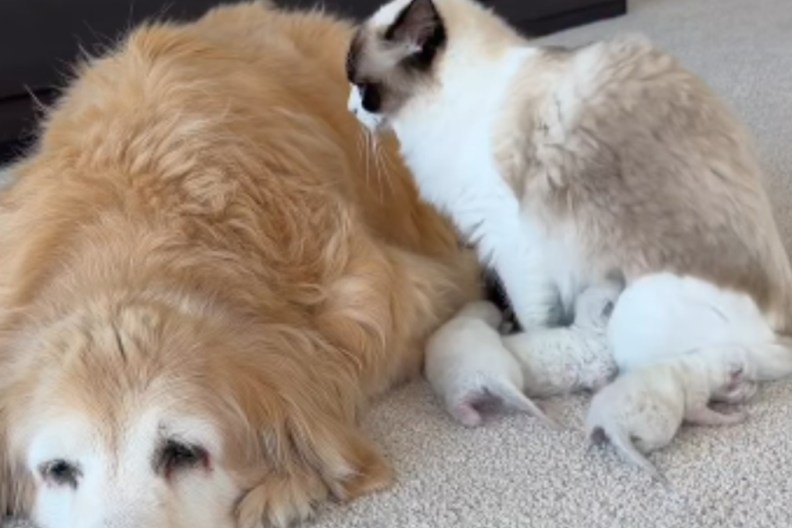 Mama Cat Snuggles up to Golden Retriever Like It’s the Safest Place To Feed Her Babies