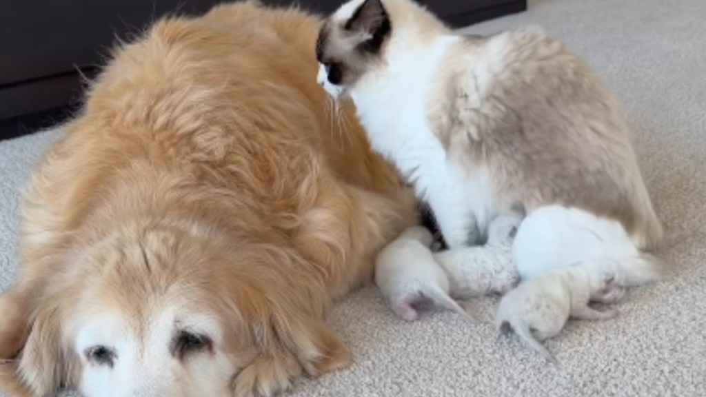 Mama Cat Snuggles up to Golden Retriever Like It’s the Safest Place To Feed Her Babies
