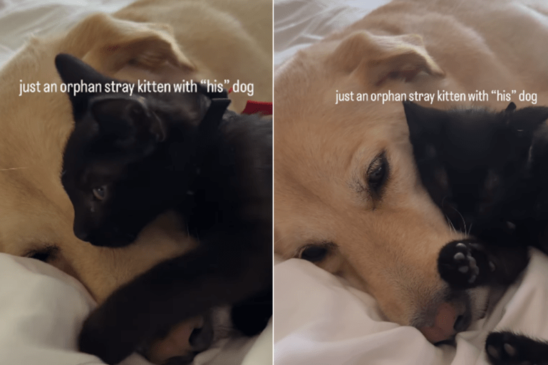 kitten cat dog video