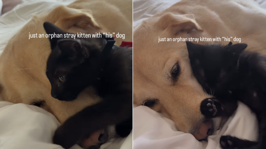kitten cat dog video