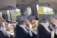 Cat’s Reaction Says It All When Her Dog Best Friend Does This During Car Ride to the Beach