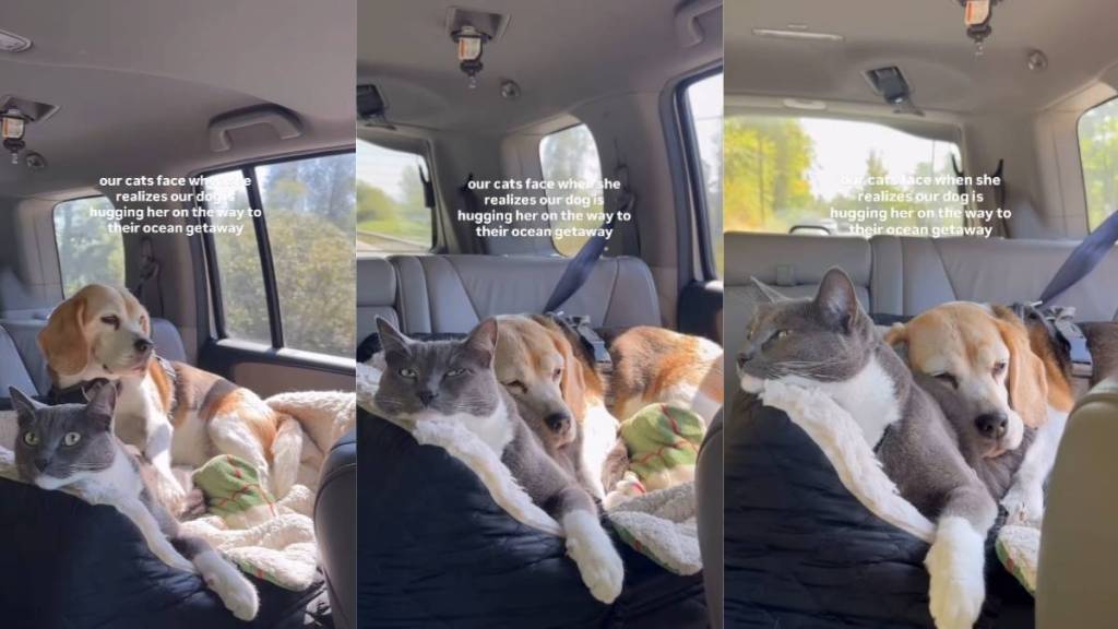 Cat’s Reaction Says It All When Her Dog Best Friend Does This During Car Ride to the Beach