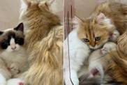 Human Sees Mama Cat Help Co-Parent Furry Sister’s Babies & Realizes Something Heartbreaking