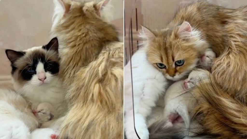 Human Sees Mama Cat Help Co-Parent Furry Sister’s Babies & Realizes Something Heartbreaking