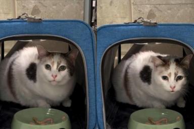 ‘Afraid’ Foster Cat Cries After Being Surrendered, but Finally Finds the Courage To Be Brave