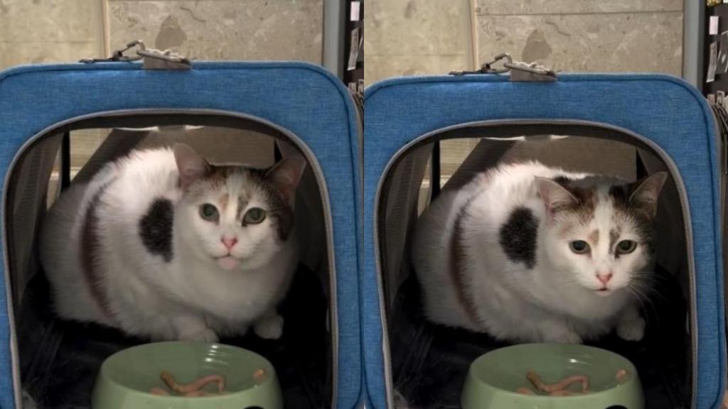 ‘Afraid’ Foster Cat Cries After Being Surrendered, but Finally Finds the Courage To Be Brave