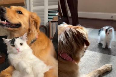 Tiny Kitten & Golden Retriever Were Strangers Once, Then Their Story Took an Unexpected Turn