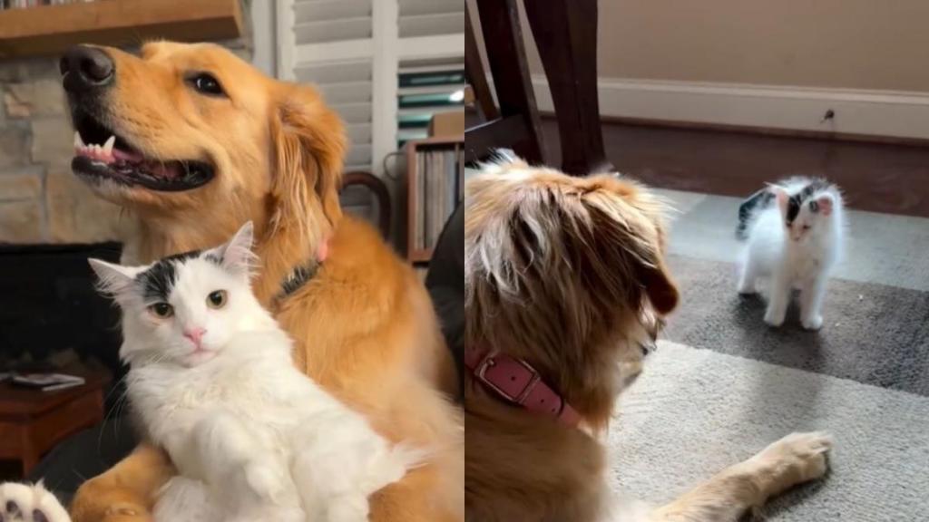 Tiny Kitten & Golden Retriever Were Strangers Once, Then Their Story Took an Unexpected Turn