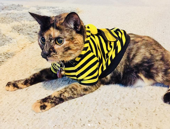 Bumble Cat Could Sting You