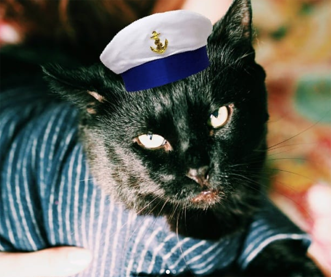 Sailor Cat Will Take You On A Long Voyage