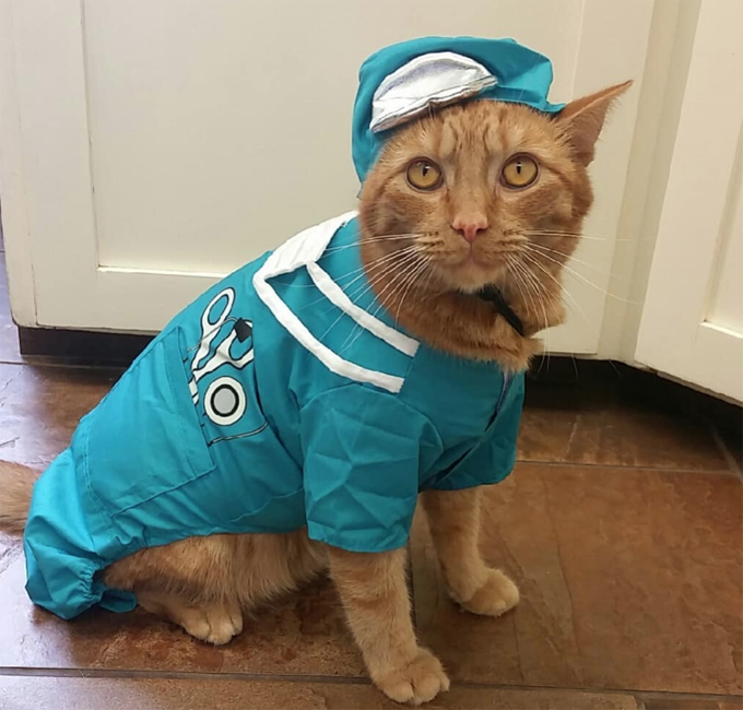 Paging Doctor Cat 