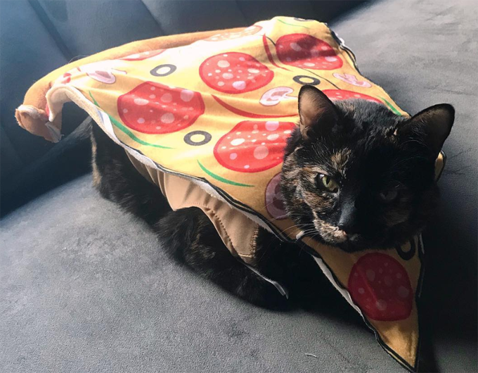 Pizza Kitty Is Delicious