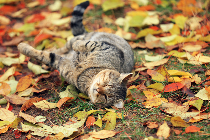 Cats Enjoying The Fall