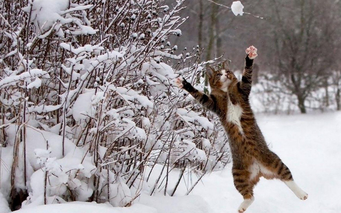 These cats love snow! 