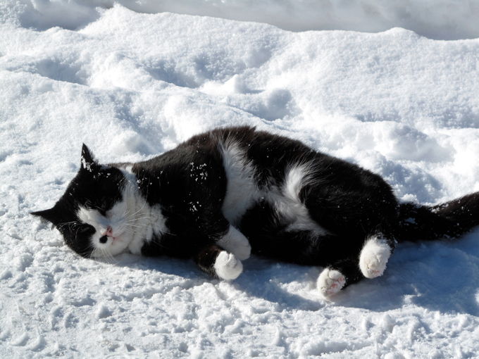 These cats love snow! 