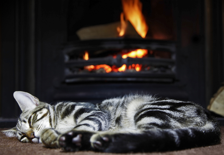 Cats Staying Warm In Winter!
