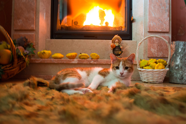 Cats Staying Warm In Winter!