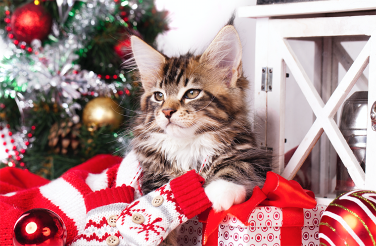 10 Cats Who Hate Your Christmas Props [PICTURES] - CatTime