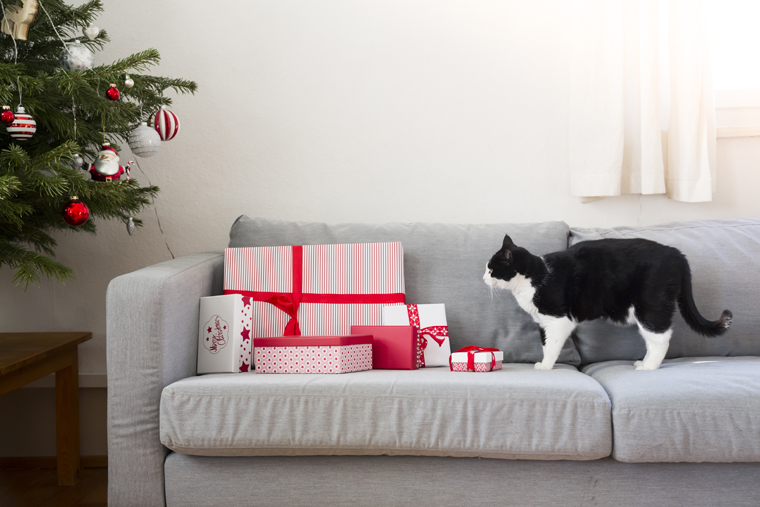 The earth loves recycled presents and so do these cats! 