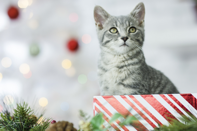 The earth loves recycled presents and so do these cats!  