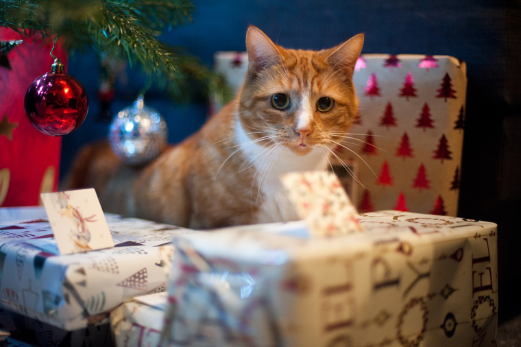 10 Cats Who Love National Re-Gifting Day [PICTURES] - CatTime
