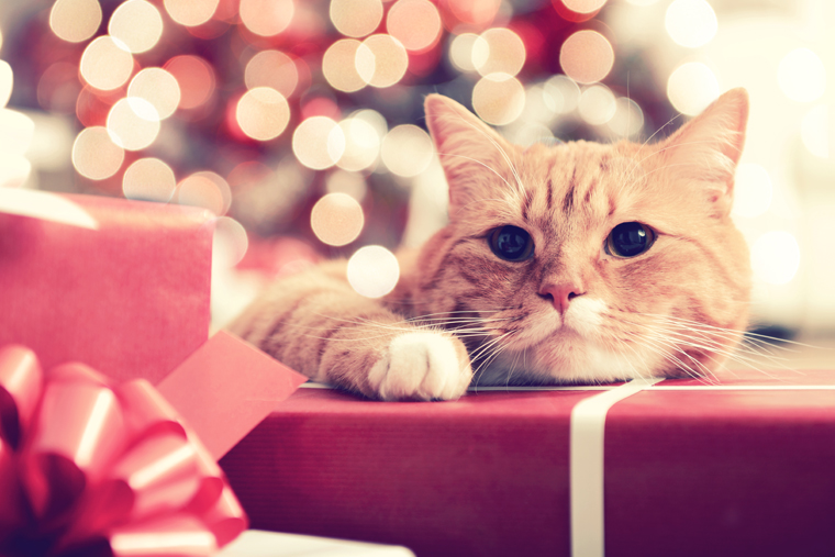 The earth loves recycled presents and so do these cats! 