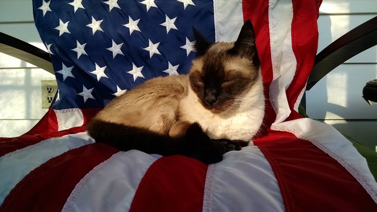 Cats saluting National Pledge of Allegiance Day. Meow!