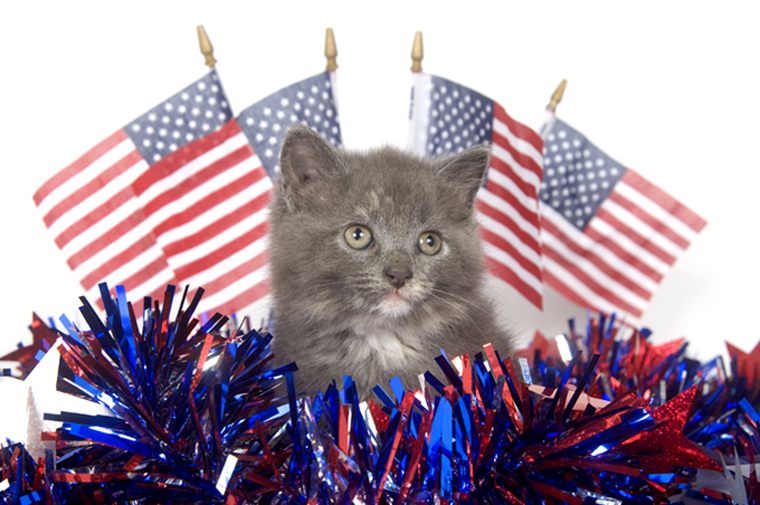 Cats saluting National Pledge of Allegiance Day. Meow!